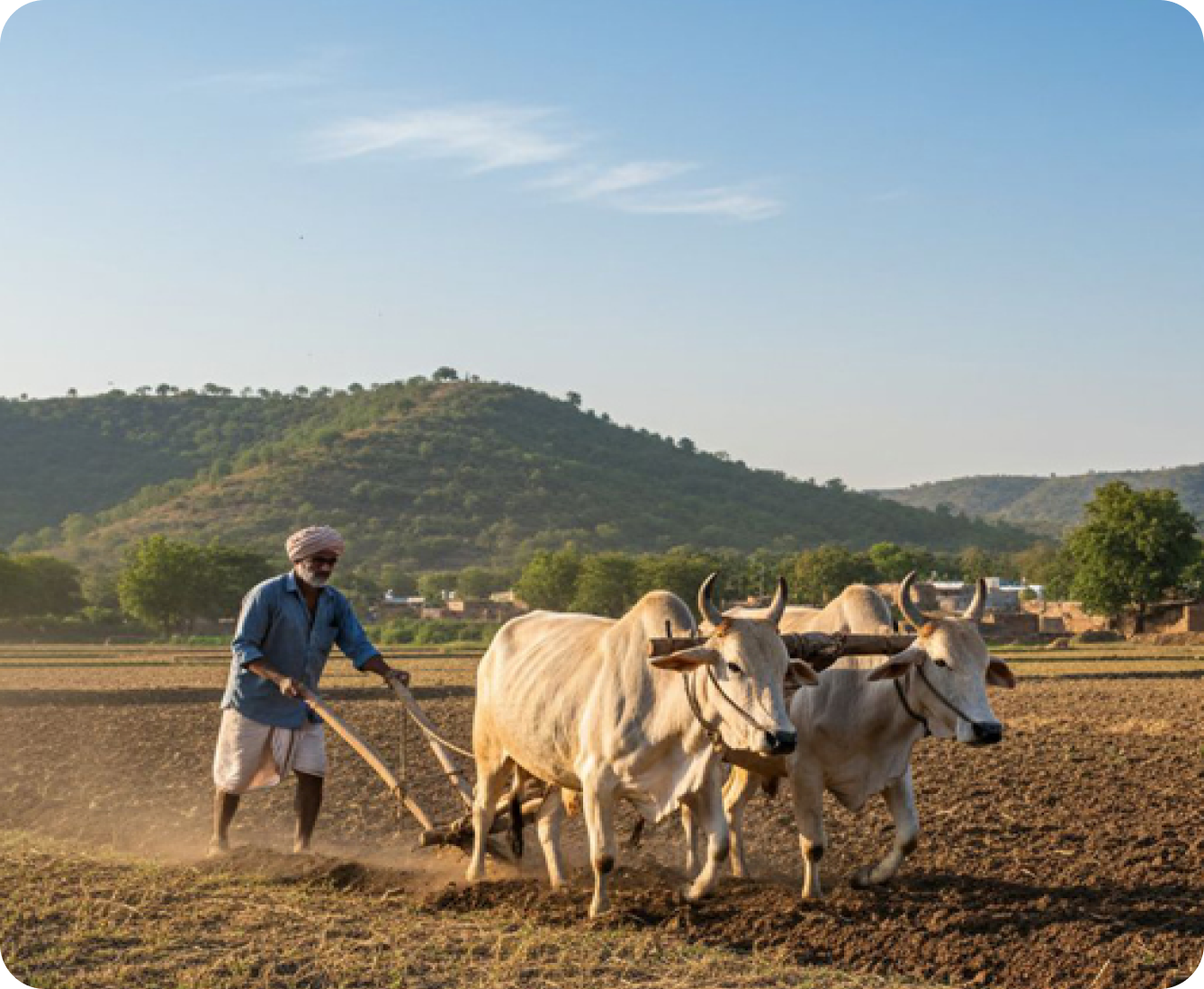 Farmer tending a paddy field — traditional Indian farming heritage behind Sirvi Organics